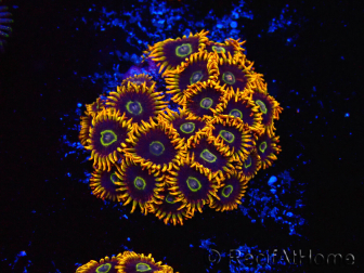 WYSIWYG - Zoanthus Rainbow Hornet