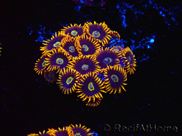 WYSIWYG - Zoanthus Rainbow Hornet