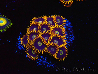 WYSIWYG - Zoanthus Rainbow Hornet