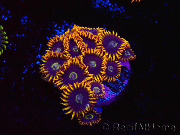 WYSIWYG - Zoanthus Rainbow Hornet