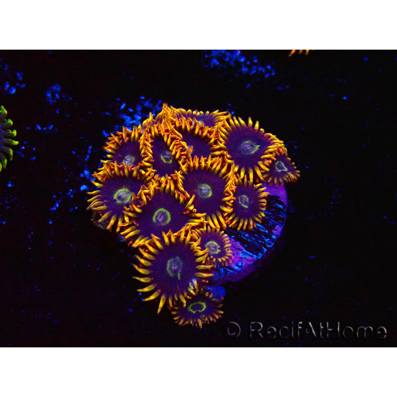 WYSIWYG - Zoanthus Rainbow Hornet 40M7