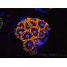 WYSIWYG - Zoanthus Rainbow Hornet 40M7