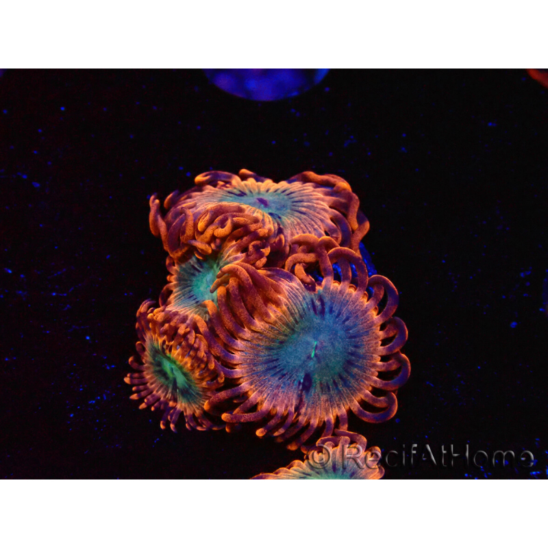 WYSIWYG - Zoanthus Utter Peace 40O1