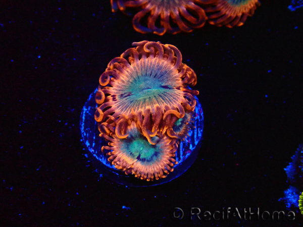 WYSIWYG - Zoanthus Utter Peace
