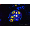 WYSIWYG - Zoanthus JF Jungle Juice