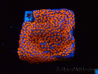 WYSIWYG Montipora Superman