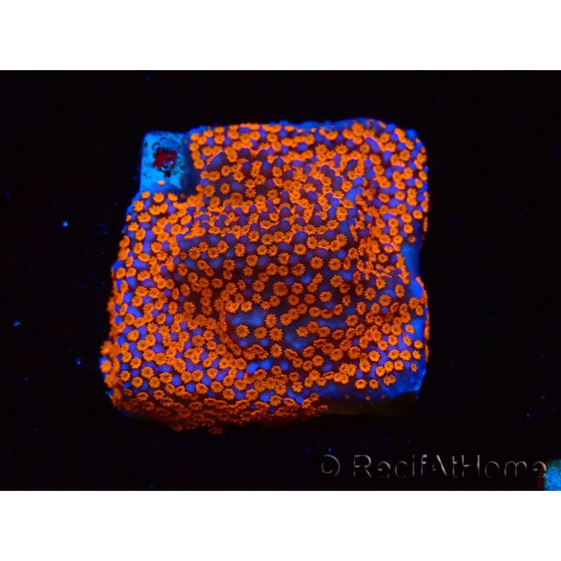 WYSIWYG Montipora Superman