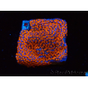 WYSIWYG Montipora Superman