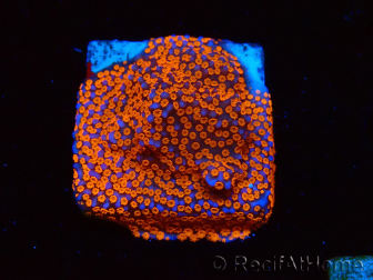 WYSIWYG Montipora Superman 11A2