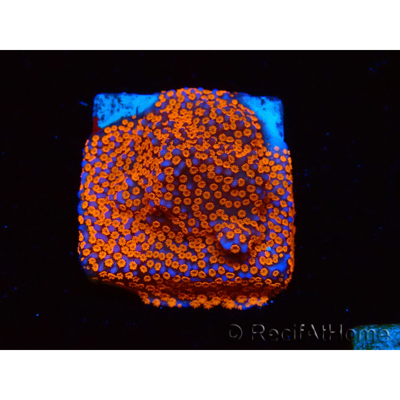 WYSIWYG Montipora Superman