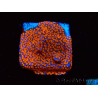 WYSIWYG Montipora Superman