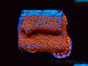 WYSIWYG Montipora Superman