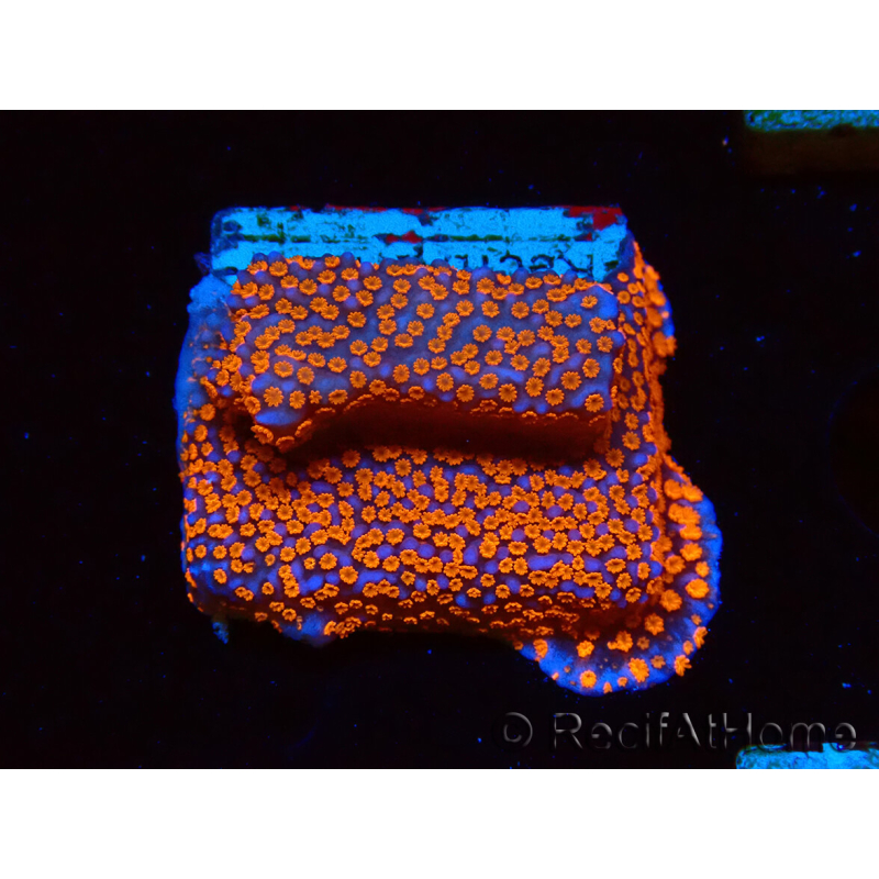 WYSIWYG Montipora Superman 11A3