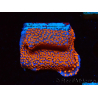 WYSIWYG Montipora Superman