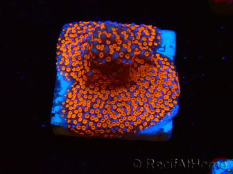 WYSIWYG Montipora Superman 11A4