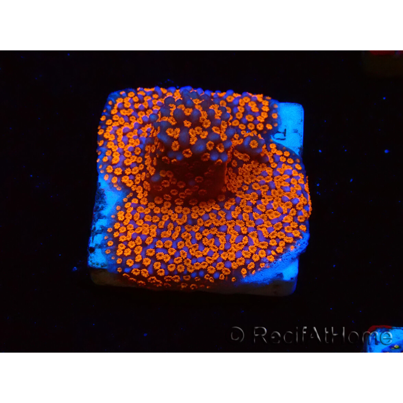 WYSIWYG Montipora Superman