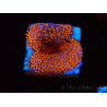 WYSIWYG Montipora Superman 11A4