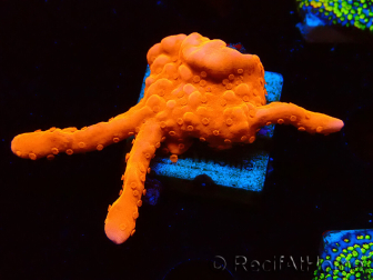 WYSIWYG Montipora Setosa