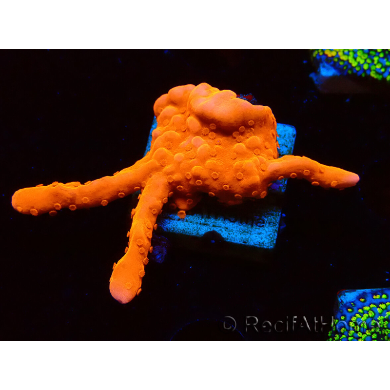WYSIWYG Montipora Setosa 11A5