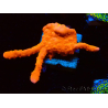 WYSIWYG Montipora Setosa 11A5