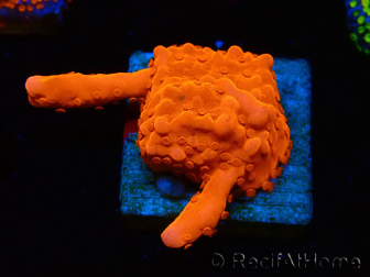 WYSIWYG Montipora Setosa Green Grafted