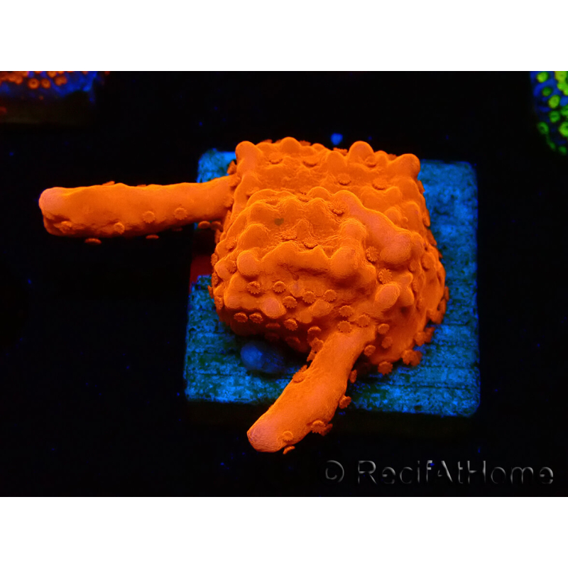 WYSIWYG Montipora Setosa Green Grafted