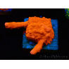 WYSIWYG Montipora Setosa Green Grafted