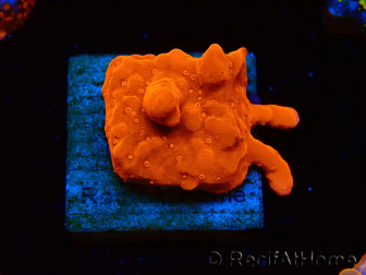 WYSIWYG Montipora Setosa Purple Grafted