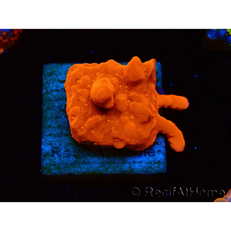 WYSIWYG Montipora Setosa Purple Grafted
