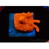 WYSIWYG Montipora Setosa Purple Grafted