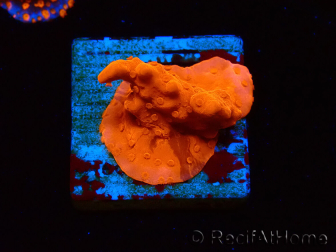 WYSIWYG Montipora Setosa