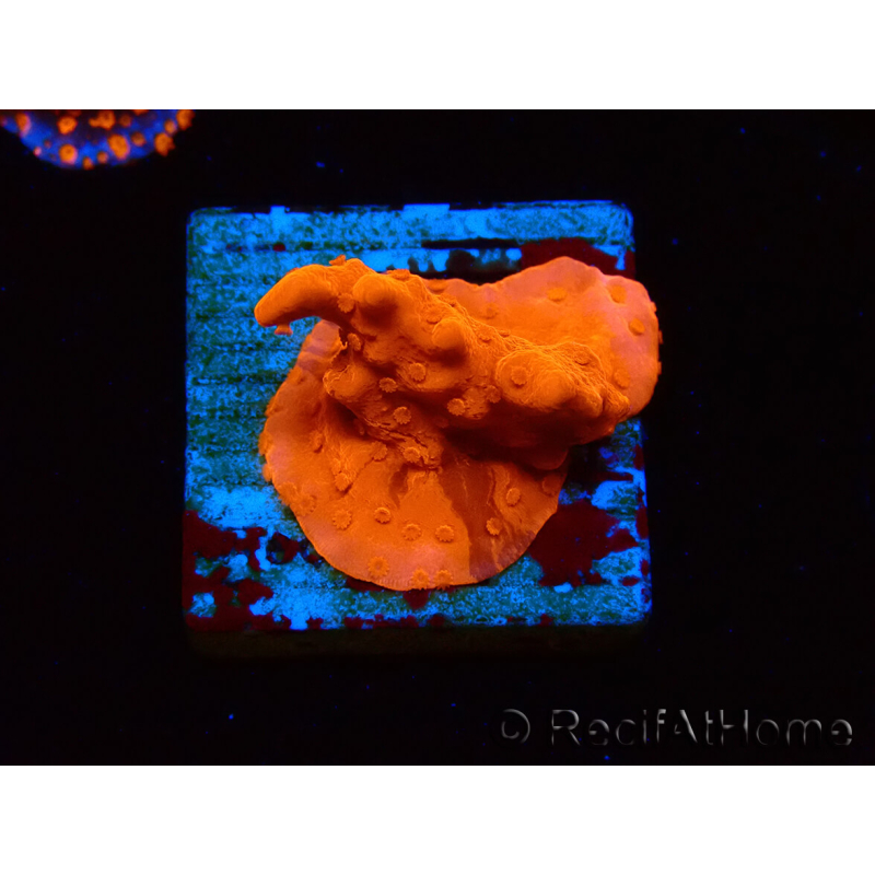 WYSIWYG Montipora Setosa