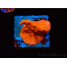 WYSIWYG Montipora Setosa