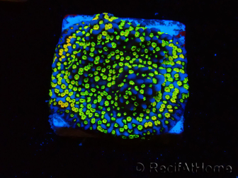 WYSIWYG Montipora Ultraman
