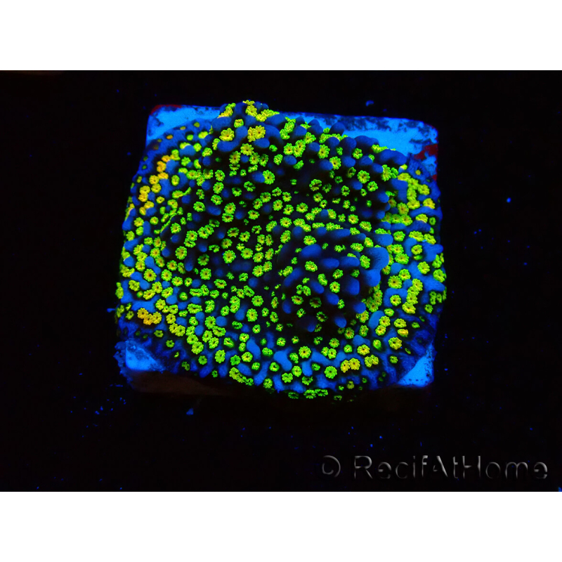 WYSIWYG Montipora Ultraman