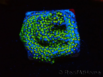 WYSIWYG Montipora tuberculosa Ultraman 11B2