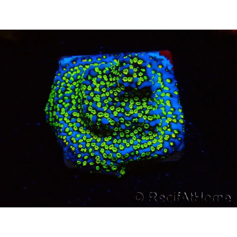 WYSIWYG Montipora Ultraman