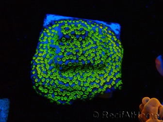 WYSIWYG Montipora ultraman