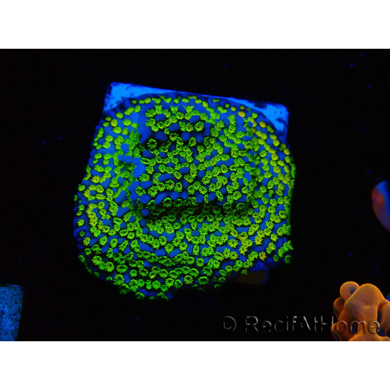 WYSIWYG Montipora ultraman