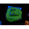 WYSIWYG Montipora ultraman