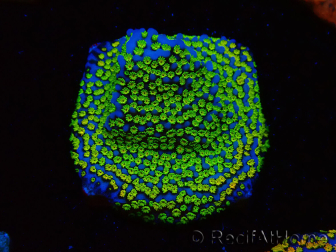 WYSIWYG Montipora tuberculosaultraman 11B4