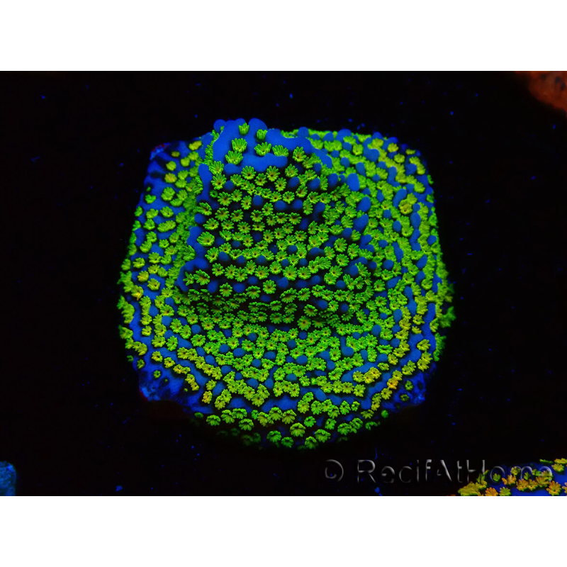 WYSIWYG Montipora tuberculosaultraman 11B4