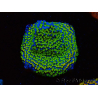 WYSIWYG Montipora tuberculosaultraman 11B4