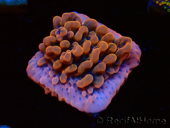 WYSIWYG JF Montipora Altered Ego