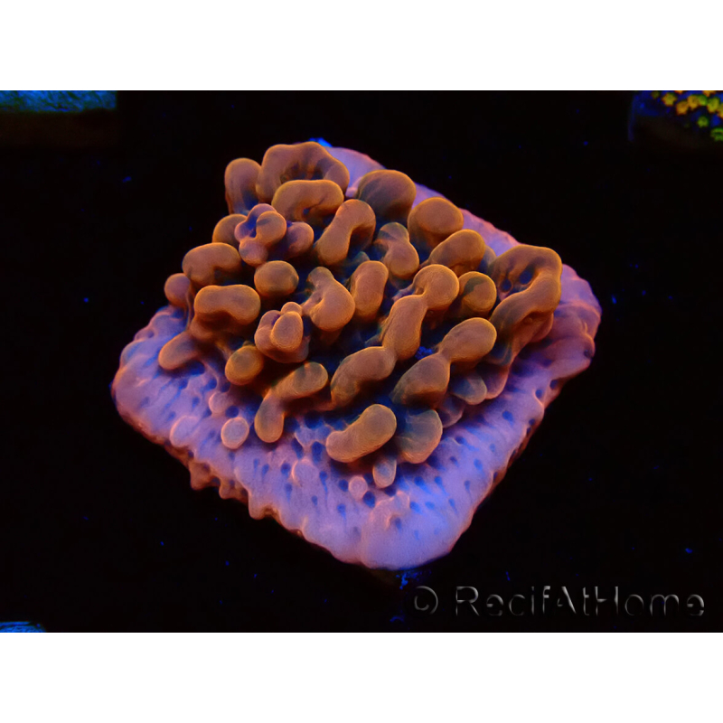 WYSIWYG JF Montipora Altered Ego 11B5