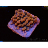 WYSIWYG JF Montipora Altered Ego 11B5