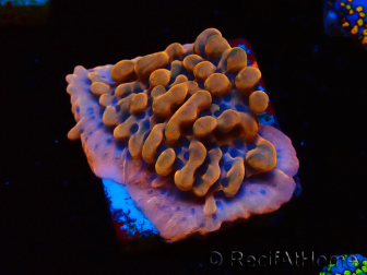 WYSIWYG JF Montipora Altered Ego
