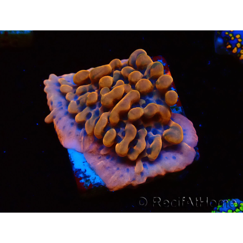 WYSIWYG JF Montipora Altered Ego