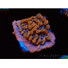 WYSIWYG JF Montipora Altered Ego 11B6