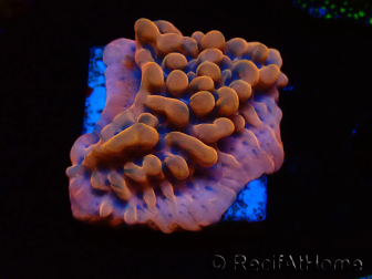 WYSIWYG JF Montipora Altered Ego